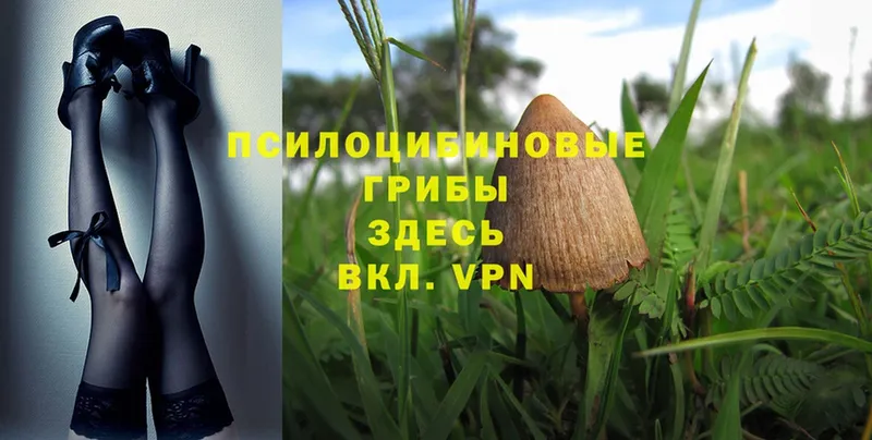 Галлюциногенные грибы MAGIC MUSHROOMS  где продают наркотики  Сафоново 